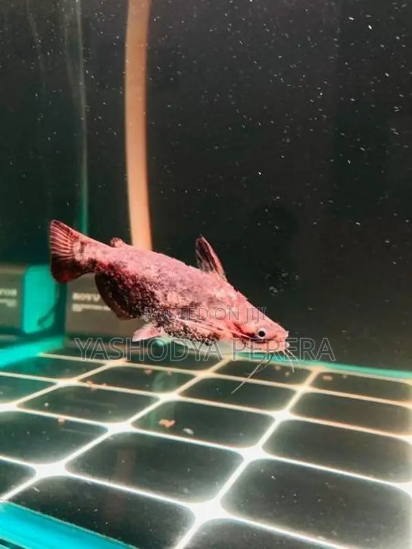 Wood Catfish