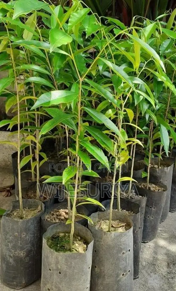 Agarwood (Wallapatta)Plants