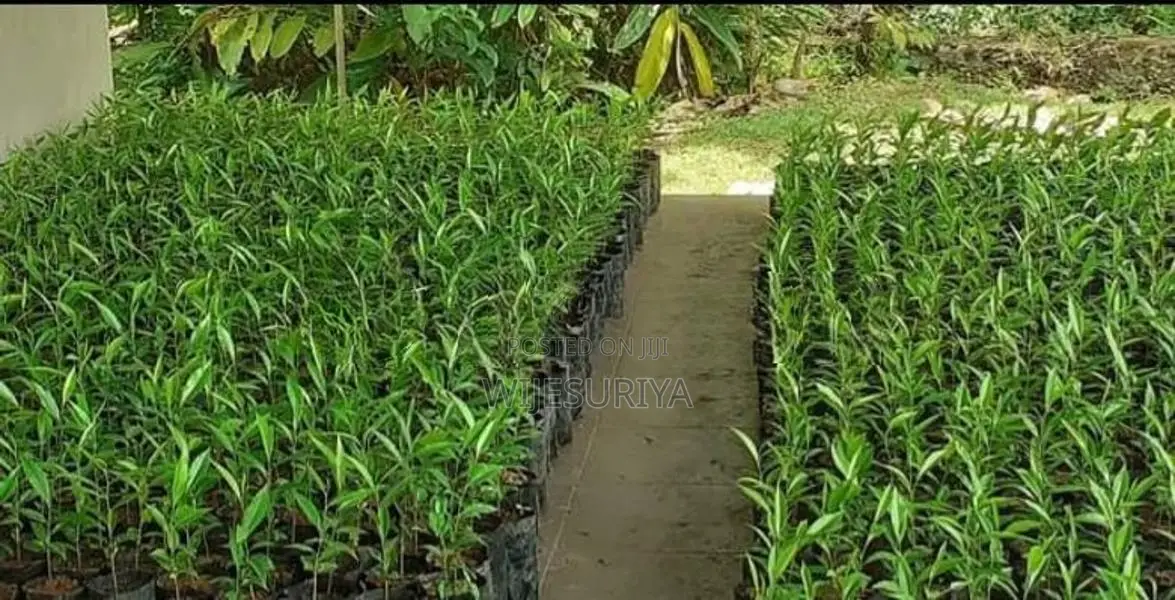 Agarwood (Wallapatta)Plants