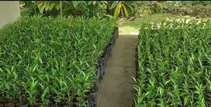 Agarwood (Wallapatta)Plants