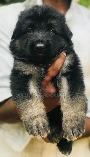 German Shepherd Puppy