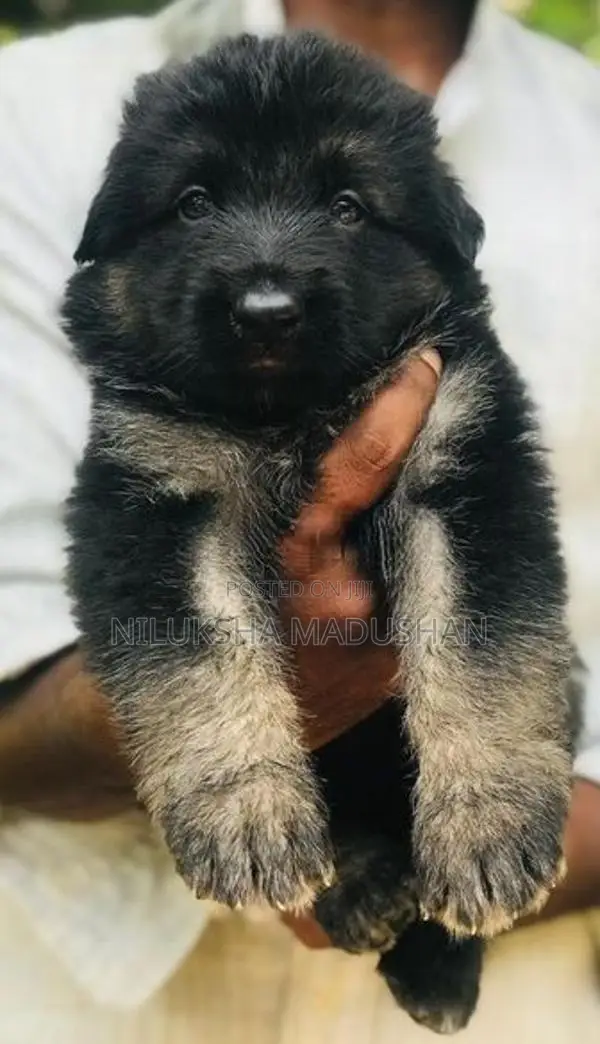 German Shepherd Puppy