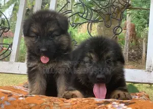 German Shepherd Puppy