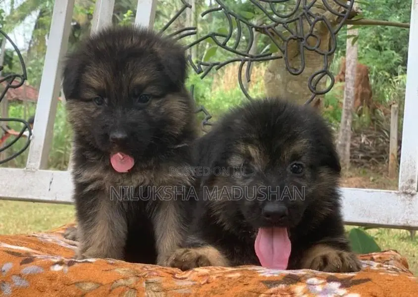 German Shepherd Puppy