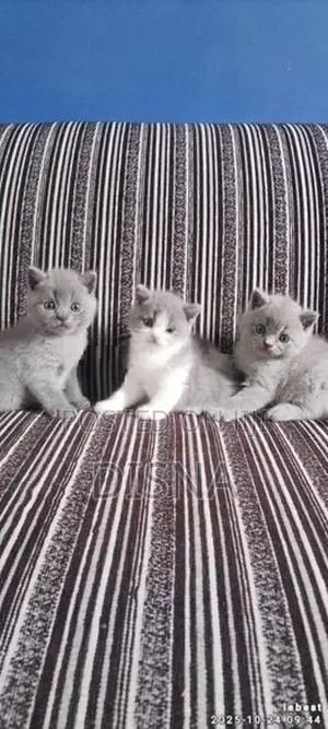 British Shorthair Cat / Kitten