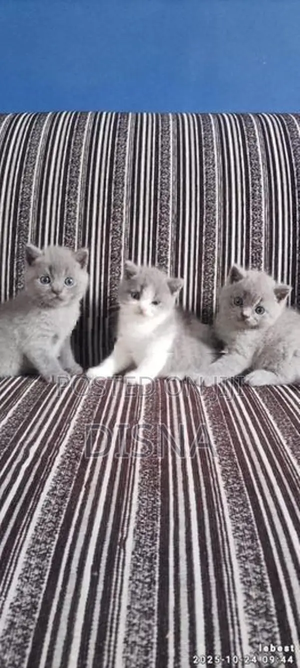 British Shorthair Cat / Kitten