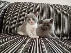 British Shorthair Cat / Kitten