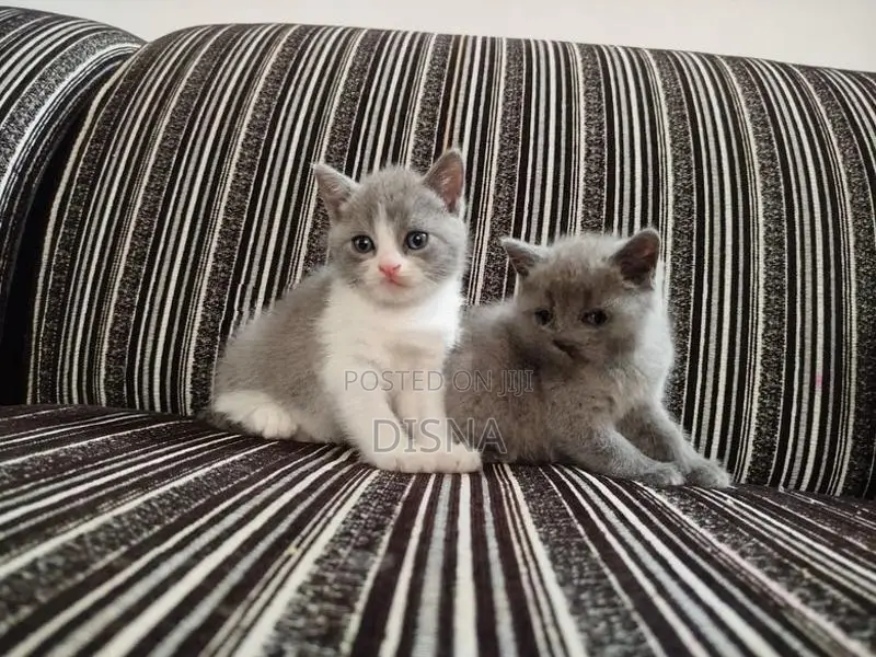 British Shorthair Cat / Kitten