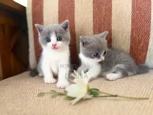 British Shorthair Cat / Kitten