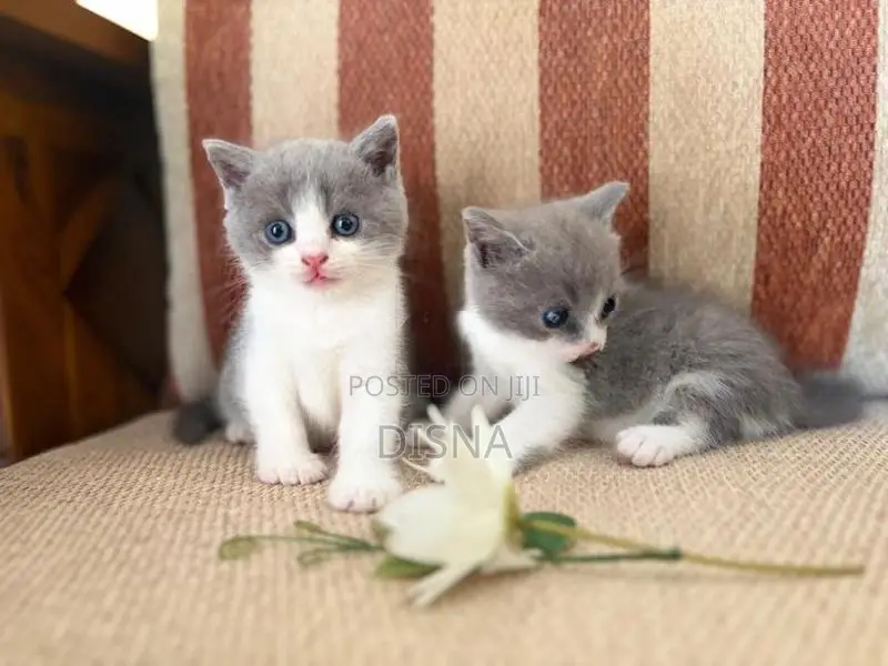 British Shorthair Cat / Kitten