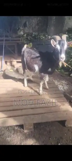 Goat
