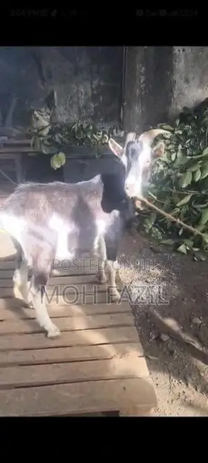 Goat