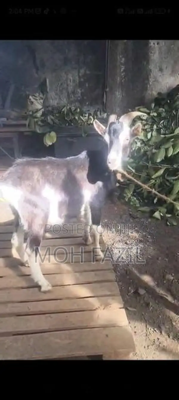 Goat