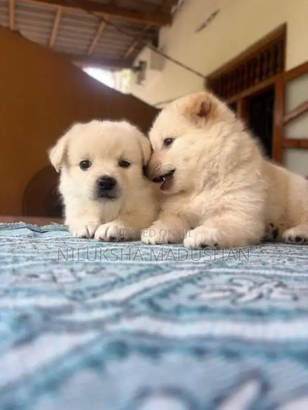 Lion Pomeranian Puppy