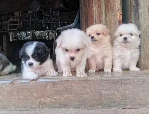 Lion Pomeranian Puppy