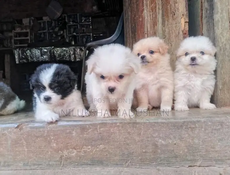 Lion Pomeranian Puppy