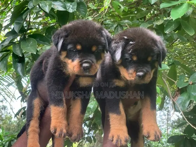 Rottweiler Puppy