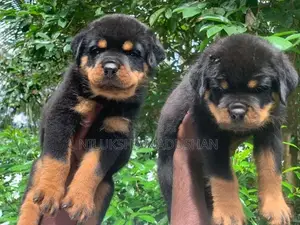 Rottweiler Puppy