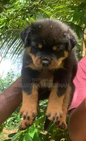 Rottweiler Puppy