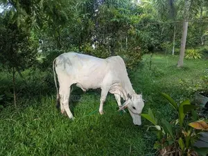 Haryana Cow