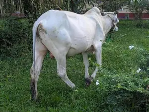 Haryana Cow