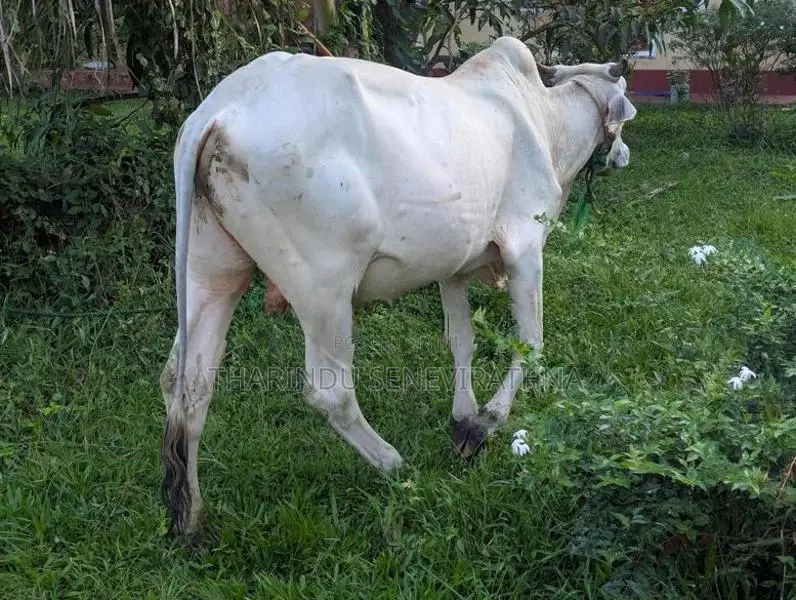 Haryana Cow
