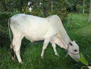 Haryana Cow