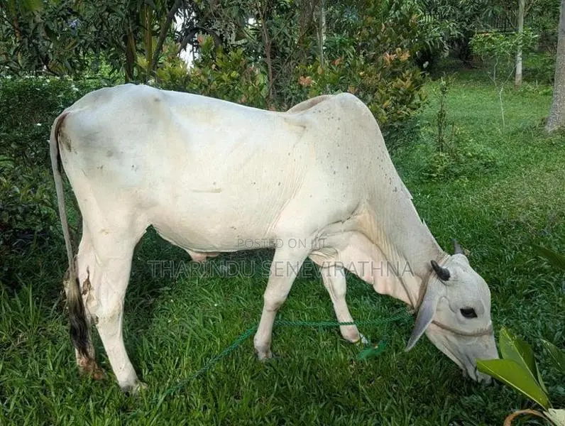 Haryana Cow