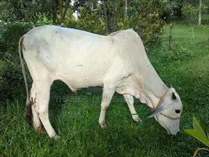 Haryana Cow