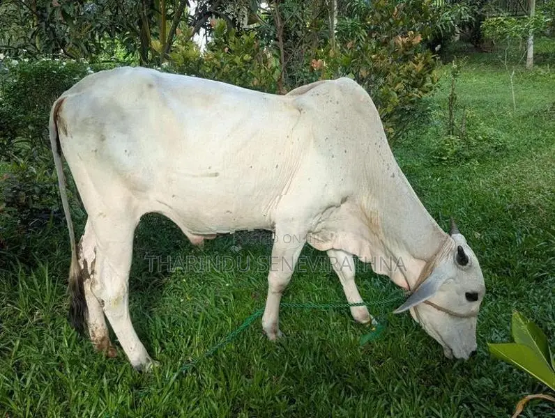 Haryana Cow