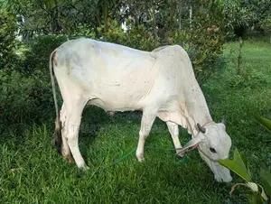 Haryana Cow