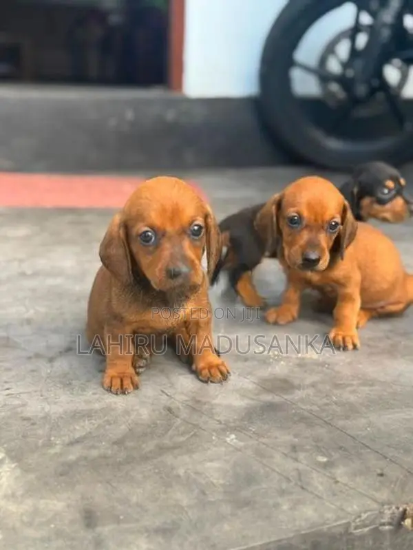 Dachshund Puppy