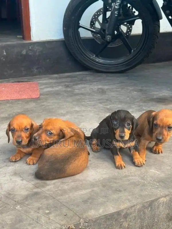 Dachshund Puppy