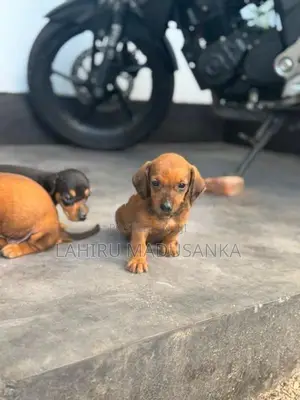Dachshund Puppy