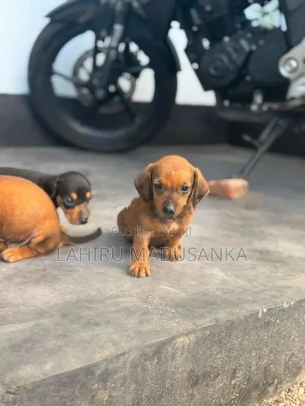 Dachshund Puppy