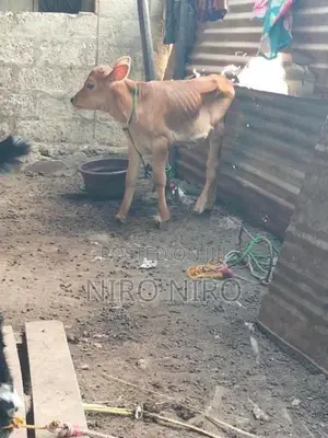 Farm Cow