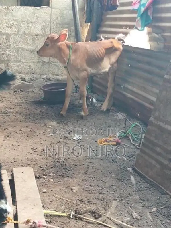 Farm Cow