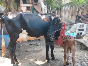 Farm Cow