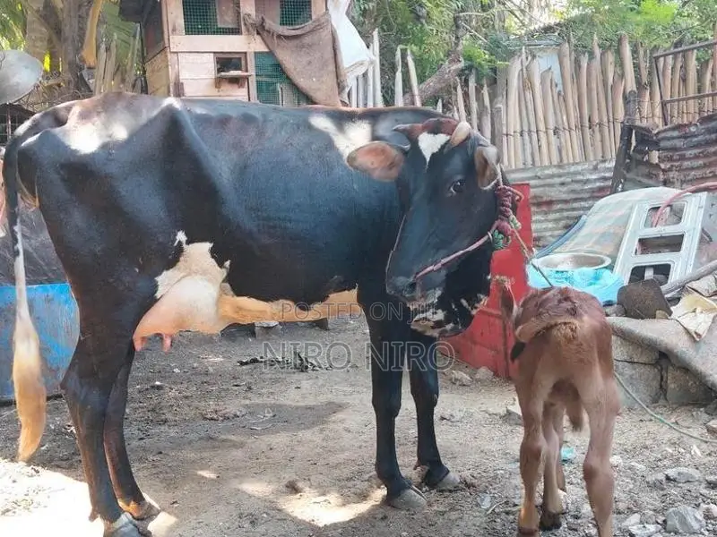 Farm Cow