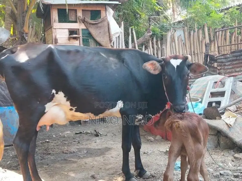 Farm Cow