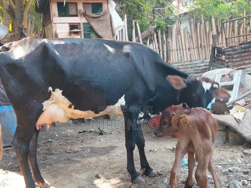 Farm Cow