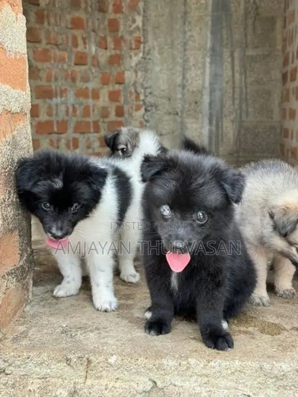 Pomarenian Puppy