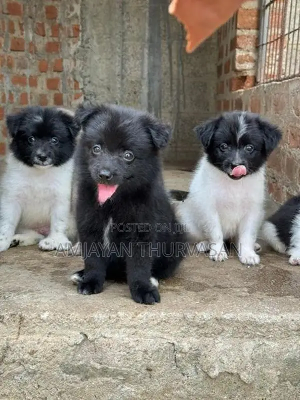 Pomarenian Puppy