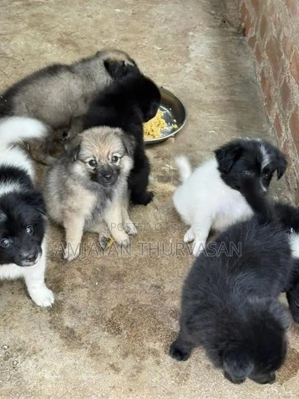 Pomarenian Puppy