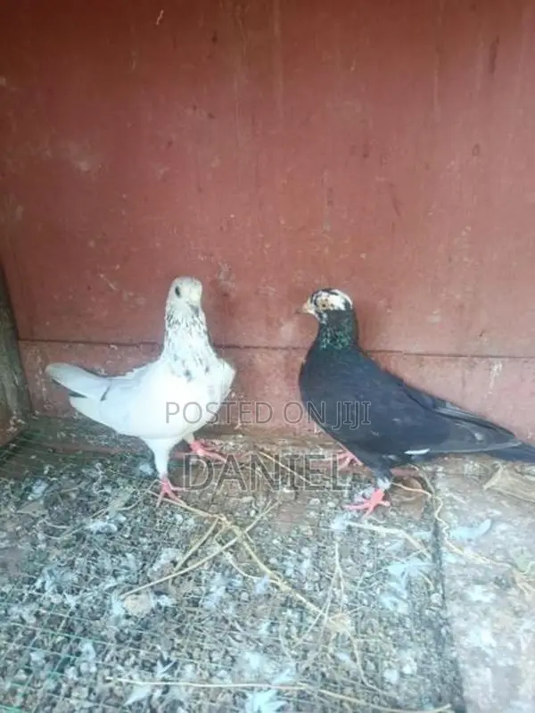 Pigeon
