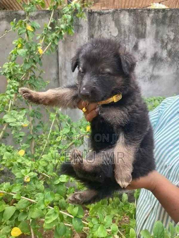 German Shepherd Puppies