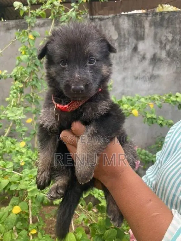 German Shepherd Puppies