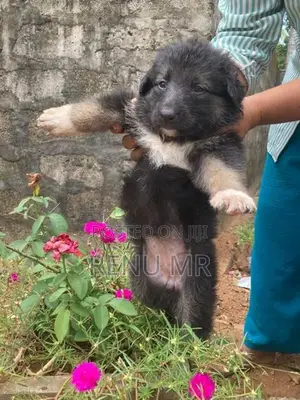 German Shepherd Puppies