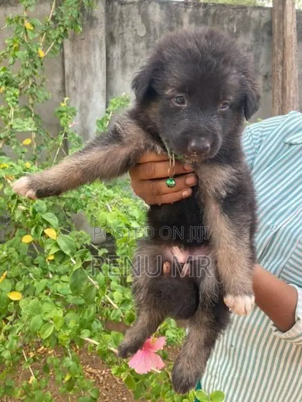 German Shepherd Puppies