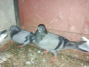 Pigeons